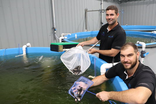 Aquaculture Gladstone reaches new milestone with record fingerling production