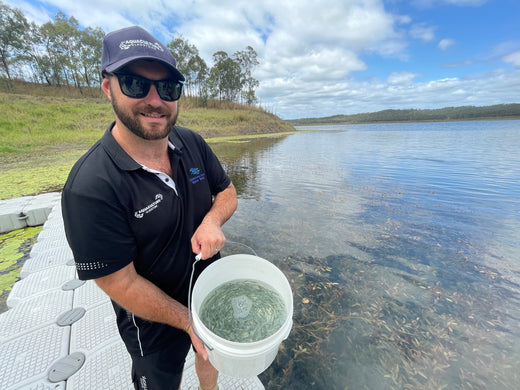Aquaculture Gladstone celebrates Sea Mullet results on World Fisheries Day